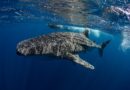 Disfruta el avistamiento del Tiburón Ballena en Baja California